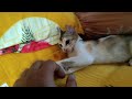 কেট মিঠাই রাগ করছে খেলা করবে না 😺🐈 cat videos