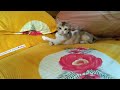 কেট মিঠাই রাগ করছে খেলা করবে না 😺🐈 cat videos