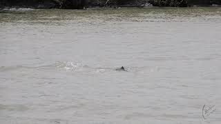 Iraboti Dolphins at Karamjal, Sundarbans