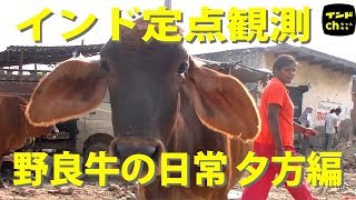 インドの野良牛家族の日常　#02夕方編