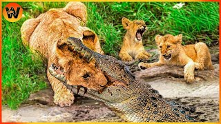 15 Crazy Moments! Crocodile Takes Revenge On Stupid Lion, What Happen Next?  Animal Fight