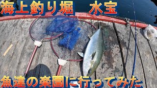 魚達の楽園　海上釣り堀【水宝】へ行ってきた！