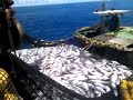 Tuna fishing in Papua New Guinea