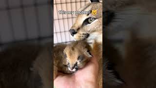 This caracal always angry 😾 , even as a baby 🍼 #caracal #baby #shorts #angry