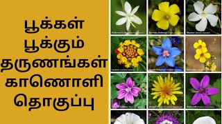 பூக்கள் பூக்கும் தருணம் | flowers blooming video pookal pookum