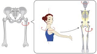 股関節の硬さに左右差ができる隠れた原因