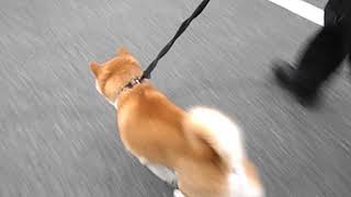 リーマのペットホテルに来てくれた柴犬のコロンくんです♪