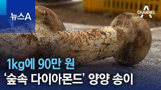 1kg에 90만 원…‘숲속 다이아몬드’ 양양 송이 | 뉴스A