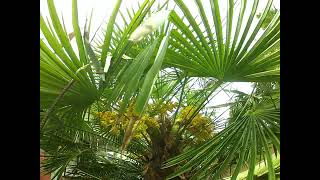 How to easily identify Male \u0026 Female Trachycarpus palm trees