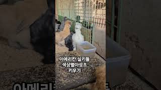 색상별로 크고있는 아메리칸실키 아성조들#실키#관상닭#청솔농원#silkie