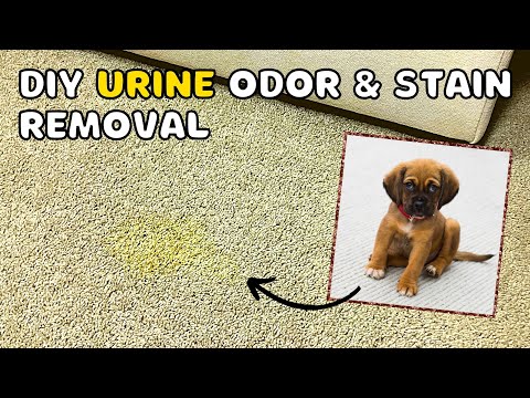 How do you get dried dog urine out of carpet without vinegar?