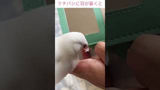 うちの白文鳥ぶんちゃんは　　#javasparrow #shorts