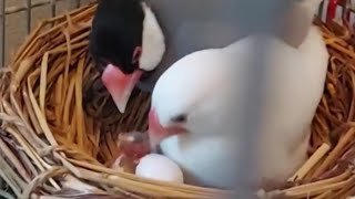 文鳥　孵化の瞬間