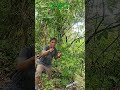 buah legendaris buah maya kebun tanaman buahbuahan