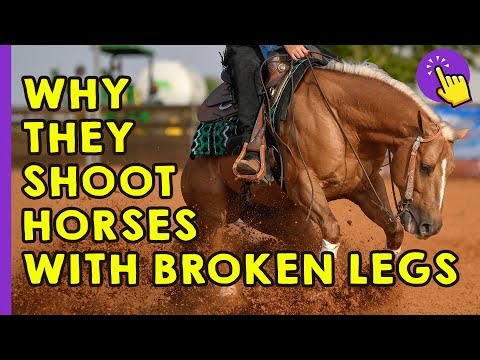 Why do you shoot a lame horse?