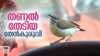 പുറത്ത് കൊടുംചൂ‌ട്; കാറിനുള്ളിലെ തണുപ്പില്‍ അഭയം തേടി തേന്‍കുരുവി: വിഡിയോ  | Idukki Bird