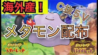 【海外産】C抜け５Vメタモン配布【ポケモンSV】