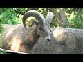 オオツノヒツジ　 金沢動物園 神奈川県