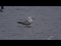 1st winter caspian gull upton warren