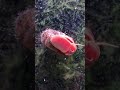 ピンクラムズホーン🐌