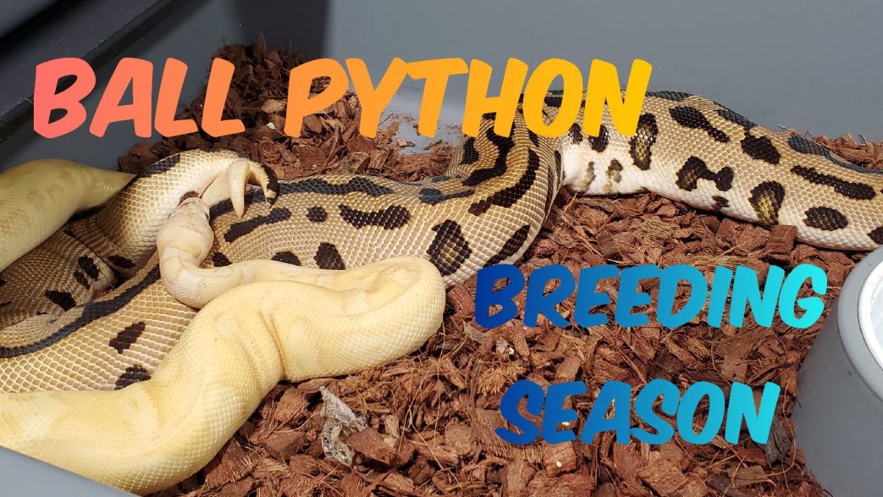 Ball Python Breeding Season Is In Full Swing! - YouTube