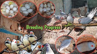 Diamond Dove and Mutations Finche Breeding Progress A Gaya 🥳 | colony me ande hi ande | Danish Birds