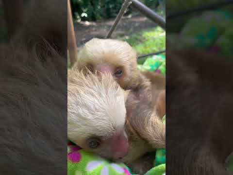 Snuggle Time With The Baby Sloths - YouTube