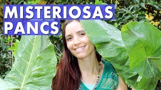 O Guia completo PANCs |  Plantas Alimentíceas Desconhecidas | Orgânicos mais baratos