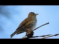 song thrush singing turdus philomelos