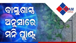 Vastu Tips for planting Money Plant| କିପରି ଲଗାଇବେ money ପ୍ଲାଣ୍ଟ | Ep4|Team odia