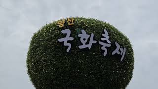 양산 황산공원 국화축제 국화분재 댑싸리 코스모스 백일홍