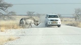 Rhino Attacks SUV Full Of Tourists