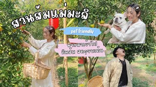 Special EP. สวนส้มแม่มะลิ Pet friendly สวนส้มเชียงใหม่ สวนส้มหมาเข้าได้