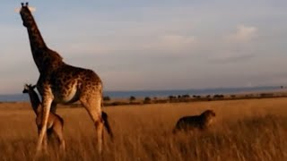 male lion attacking baby giraffe and mother bring down