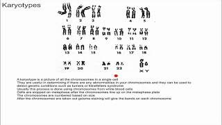 Karyotypes