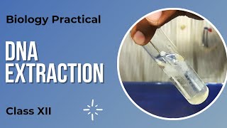 DNA Extraction | Biology Practical | Class 12