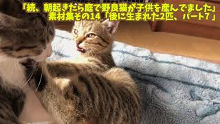 「続、朝起きたら庭で野良猫が子供を産んでました」素材集その14「後に産まれた2匹、パート7」