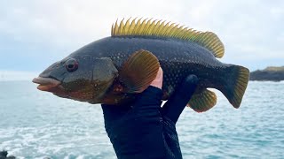 LURE FISHING FOR WRASSE | TEXAS RIGGING WITH SIMPLE TACKLE \u0026 TECHNIQUES