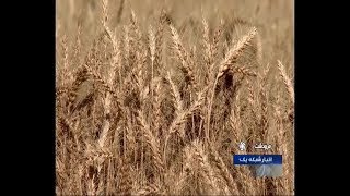 Iran Wheat harvest, Spring 1399, Marvdasht county برداشت گندم شهرستان مرودشت ايران