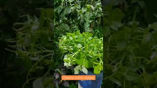 Organic green veggies Assam । জৈৱিক শাক-পাচলি অসম । green vegetables । Shorts