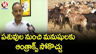 Animal Husbandry Dept Addl Director Ram Chander F2F About Anthrax Disease In Sheep Flock | V6 News