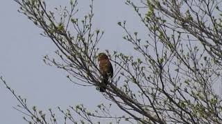 ガビチョウ 地鳴き＆その姿