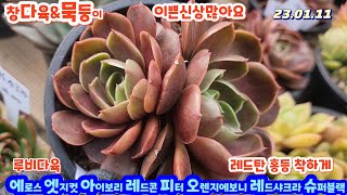 루비다육4탄/창다육/묵은둥이/골드젤리 슈가젤리 슈퍼블랙.아이보리.짚시금무지.라조야.홍등.레드탄.아메스트로.라조야