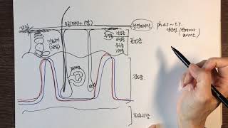 [baobabTV] 피부건강과 구조 01