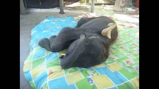 Cute and funny baby elephant while playing. Lindos y graciosos bebes elefantes mientras juegan.