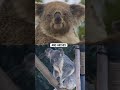 koala fingerprints