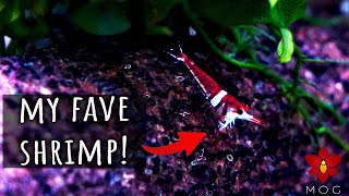 I finally got my dream shrimps! - Sulawesi Harlequin Shrimp