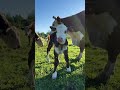 Чей это дитенок конечно звезды Калинки герефорд корова cow животные animals малыш Калинка