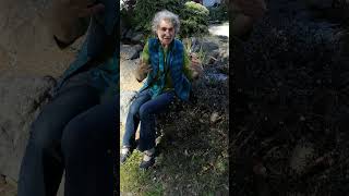 Uva Ursi - Herbal Medicine Uses, Chemistry, etc. - with Medical Herbalist Chanchal Cabrera