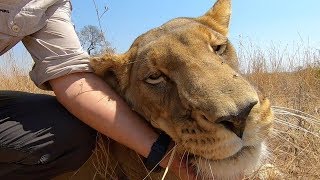 （動物の世界）ボランティアと歩く| ライオンのささやき